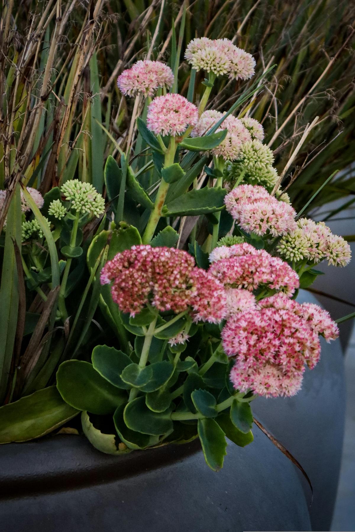 Qi fiori piantare al cimitero / foto pexels.com