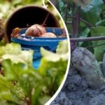 Azione semplice in agosto: un giardiniere ha condiviso come rendere