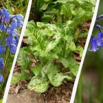 Bulbi pericolosi: 5 piante da non piantare in giardino