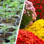 Come far crescere un’intera aiuola da un solo cespuglio di