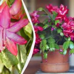 Come far fiorire una dekabrista in tempo per il Natale