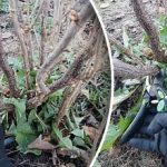 Come potare correttamente il ribes in autunno: consigli per un