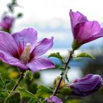 Come potare correttamente l’ibisco per ottenere un cespuglio rigoglioso