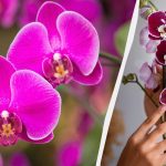 Come trapiantare un’orchidea in un nuovo vaso: consigli utili