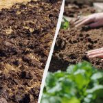 Cosa bisogna interrare nell’orto prima dell’inverno: un lifehack che solo