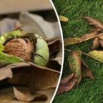 Cosa fare con le foglie di noce in autunno: modi