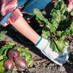 Cosa non coltivare nell’orto: i giardinieri hanno nominato 5 piante