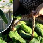 I cespugli di cetrioli riprendono vita: un rimedio per prolungare