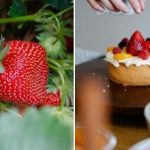 Il raccolto sarà tra un mese: come coltivare le fragole