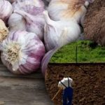 L’aglio d’inverno non piace: il giardiniere ha scoperto il segreto
