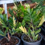 Le zamioculcas diventeranno rigogliose e verdi: ecco come annaffiarle per