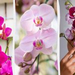 L'orchidea fiorirà in autunno se la nutrite una volta al mese con un semplice rimedio L’orchidea fiorirà in autunno se la nutrite una volta al