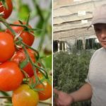 Perché i pomodori sono "bloccati" nella crescita: ragioni nascoste e come risolvere il problema Perché i pomodori sono “bloccati” nella crescita: ragioni nascoste e