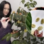 Un albero di caffè in appartamento: come una donna ucraina