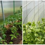 Un raccolto record sorprenderà anche i vicini: come inumidire rapidamente