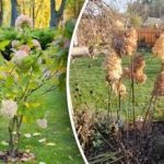 Una potatura sbagliata "ruba" le dimensioni: come potare l'ortensia per una fioritura rigogliosa Una potatura sbagliata “ruba” le dimensioni: come potare l’ortensia per